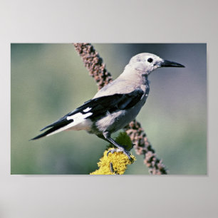 Clark's Nutcracker Poster