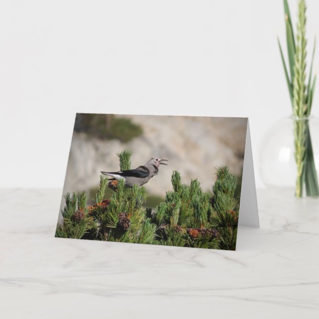 Clark's Nutcracker - Yosemite Letterpress Thank You Card (Front)
