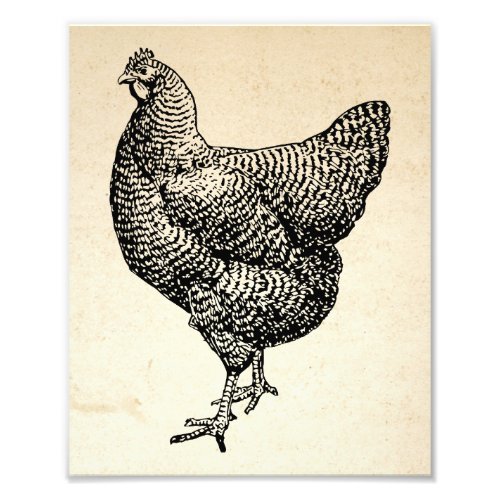 Classic Barred Plymouth Rock Chicken Hen Photo Print