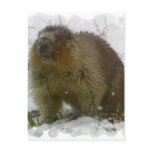 Classic Beavers Postcard
