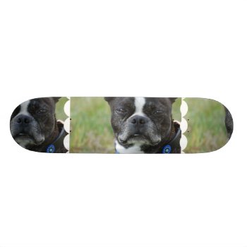 Classic Boston Terrier Dog Skateboard Deck by DogPoundGifts at Zazzle