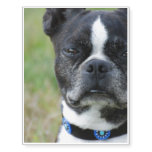 Classic Boston Terrier Dog Temporary Tattoos