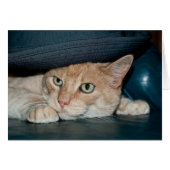 Classic Cool Cat (Front Horizontal)