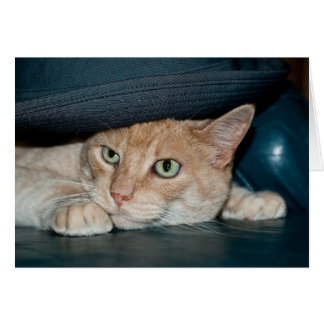 Classic Cool Cat Cards