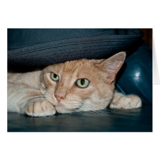 Classic Cool Cat Cards (Front Horizontal)