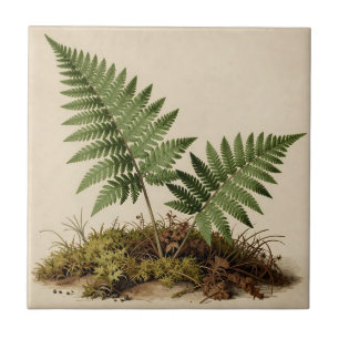 Classic Fern Botanical Ceramic Tile