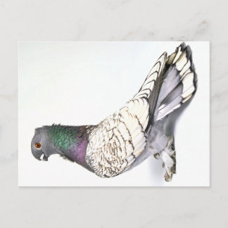 Classic Frill Pigeon Postcard