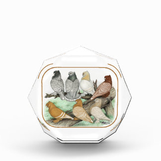 Classic Frill Pigeons Blondinettes Award