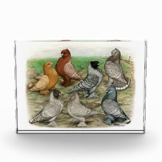 Classic Frill Pigeons Laced Blondinettes Award