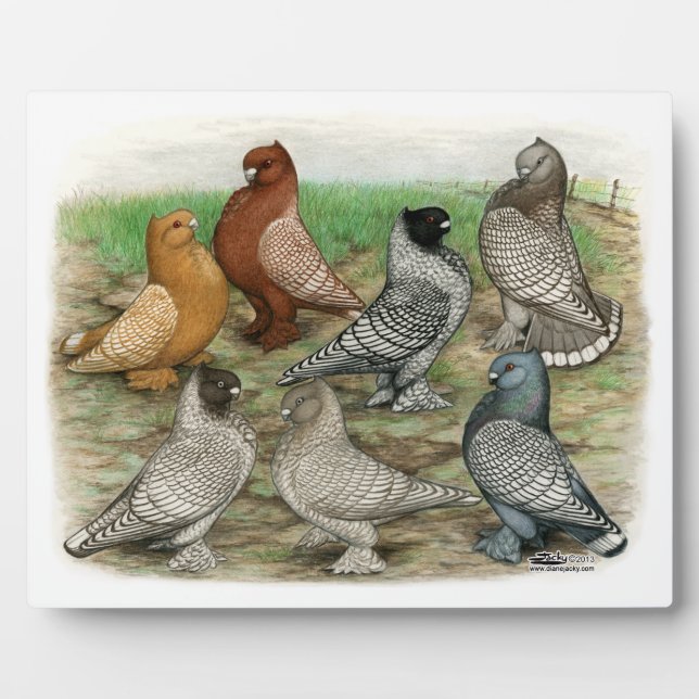Classic Frill Pigeons Laced Blondinettes Plaque (Front)