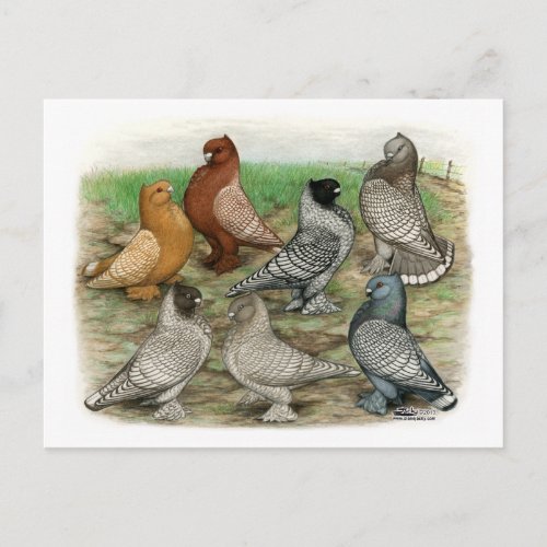 Classic Frill Pigeons Laced Blondinettes Postcard