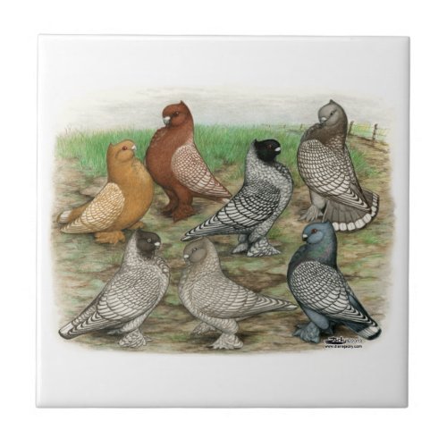 Classic Frill Pigeons Laced Blondinettes Tile