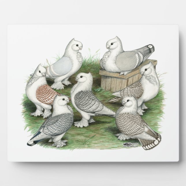 Classic Frill Pigeons Plaque (Front)