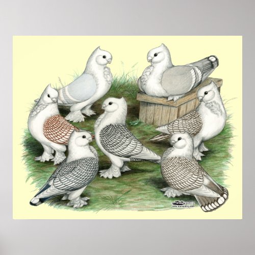 Classic Frill Pigeons Poster