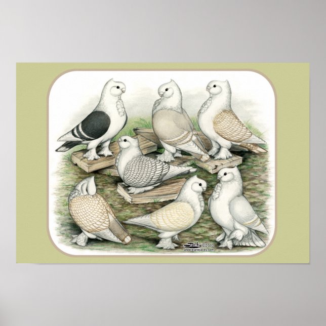 Classic Frill Pigeons Satinettes Poster (Front)