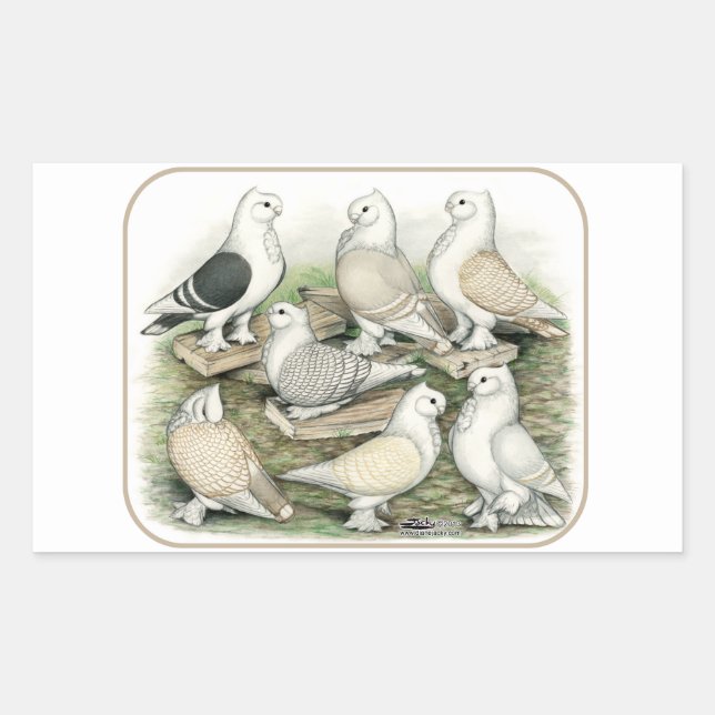 Classic Frill Pigeons Satinettes Rectangular Sticker (Front)