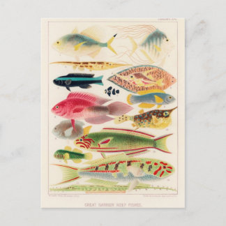 Classic Illustration Postcard