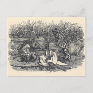 Classic Illustration Postcard