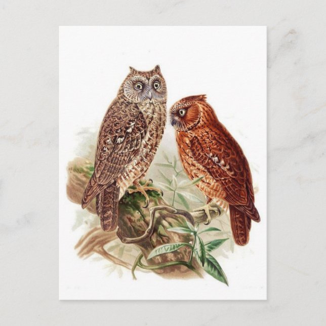 Classic Illustration Postcard (Front)