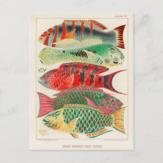 Classic Illustration Postcard