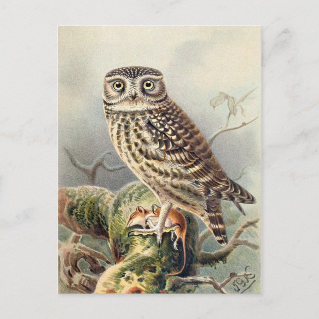 Classic Illustration Postcard (Front)