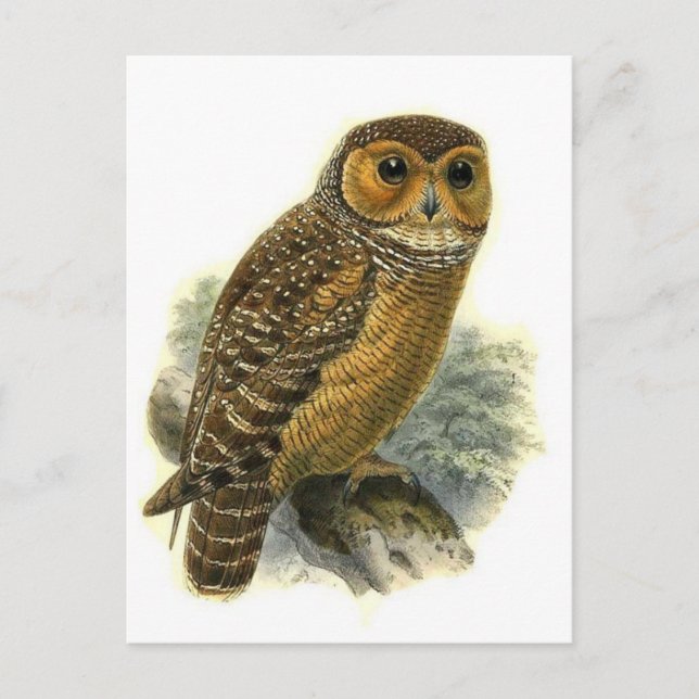 Classic Illustration Postcard (Front)