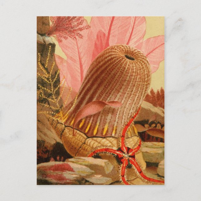 Classic Illustration Postcard (Front)