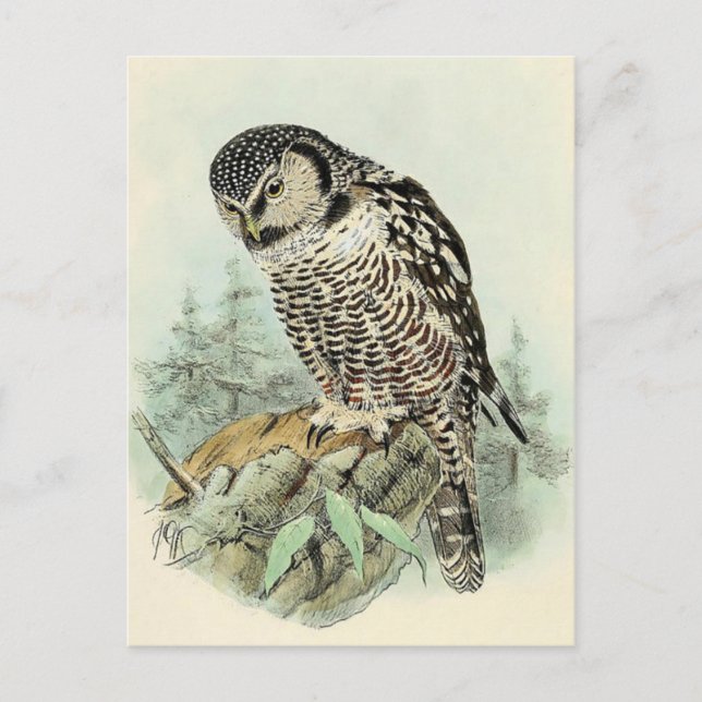 Classic Illustration Postcard (Front)