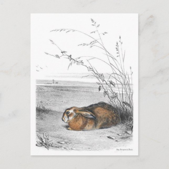 Classic Illustration Postcard (Front)