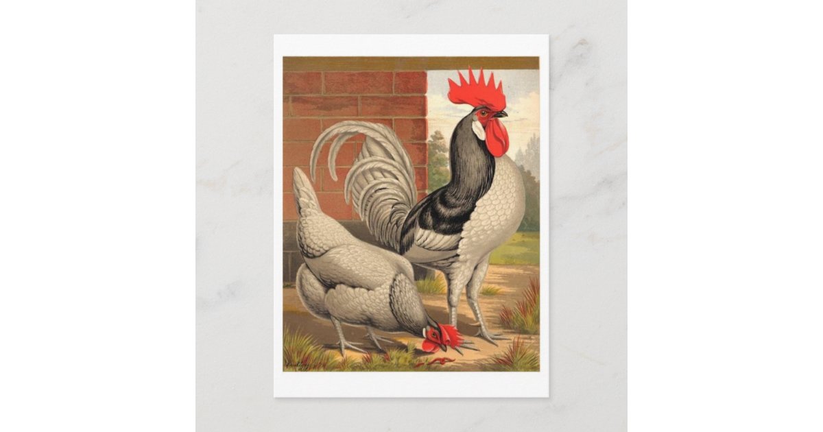 Classic Illustration Postcard | Zazzle