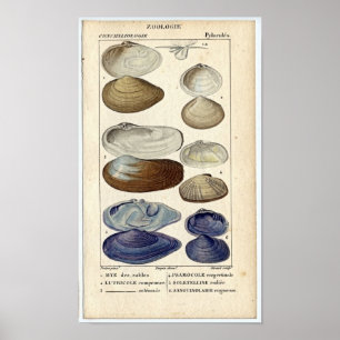 Classic Marine Etching - Clams Poster