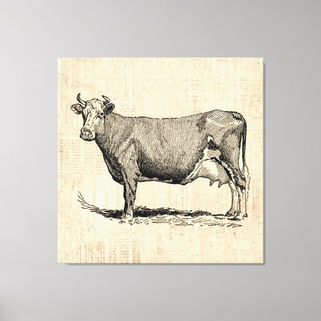 Classic Old Fashioned Cow Art Canvas Print (Front)