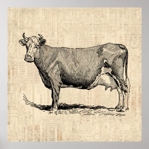 Classic Old Fashioned Cow Art Poster