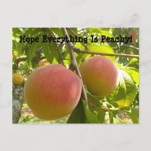 Classic Peach on Tree Funny Text Postcard