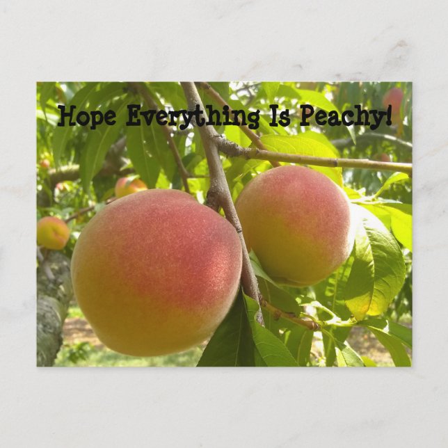 Classic Peach on Tree Funny Text Postcard (Front)