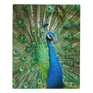 Classic Peacock Colorful Bird Feathers Photo Jigsaw Puzzle