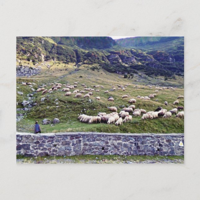 Classic Photo Postcard (Front)