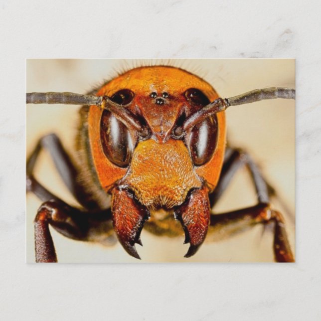 Classic Photo Postcard (Front)