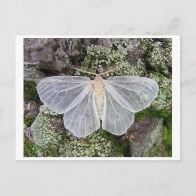 Classic Photo Postcard (Front)