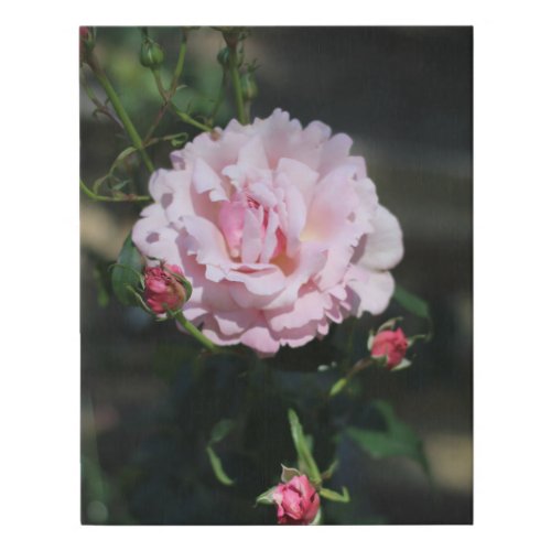 Classic Pink Rose Beautiful Nature Photograph Faux Canvas Print