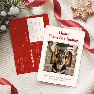 Classic Playful Funny Dog Pet Photo Christmas Holiday Postcard