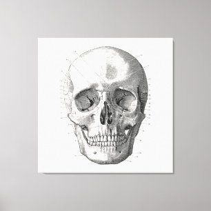 Classic Skull Diagram Illustration Canvas Print