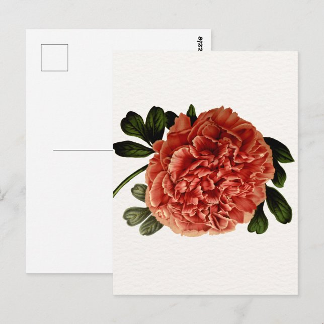 Classic Vintage Flower Bloom  Postcard (Front/Back)