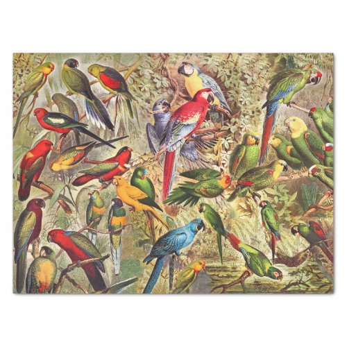 Classic Vintage Tropical Birds Parrots Decoupage Tissue Paper