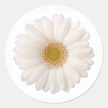 Classic White Gerbera Daisy Flower Classic Round Sticker by its_sparkle_motion at Zazzle