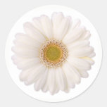 Classic White Gerbera Daisy Flower Classic Round Sticker