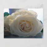&quot;classic White&quot; Series Blank Postcard at Zazzle