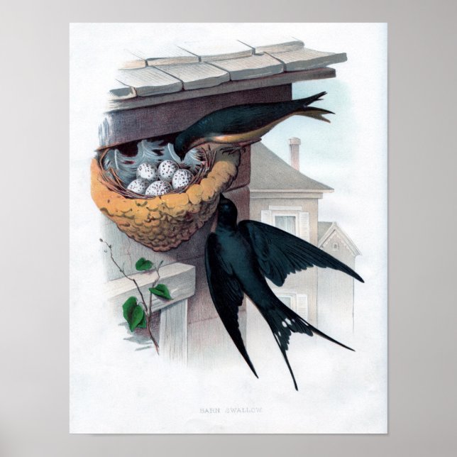 Classic Zoological Etching - Barn Swallow Poster (Front)