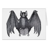 Classic Zoological Etching - Bat (Front Horizontal)