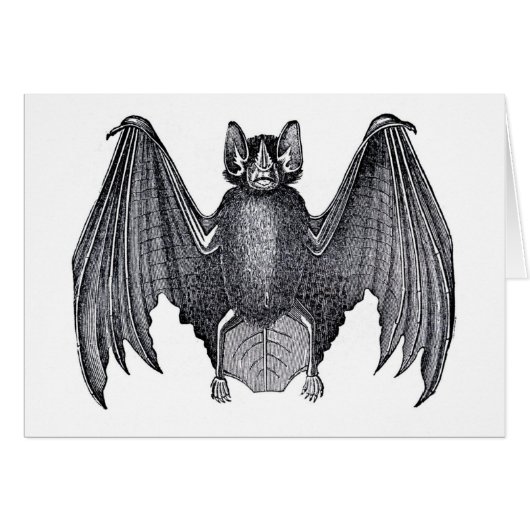 Classic Zoological Etching - Bat (Front Horizontal)